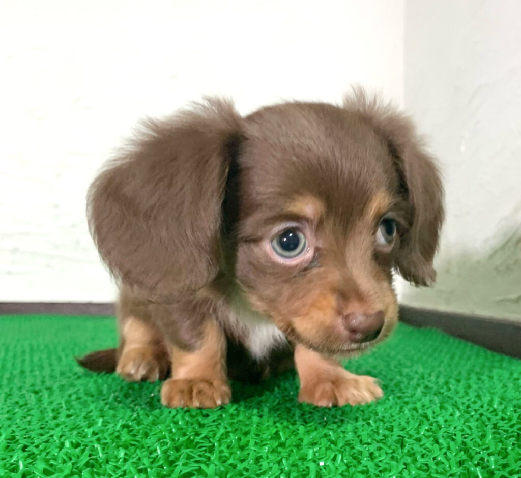 大人気♪チョコタン・チワックスの女の子 - マルプリティ