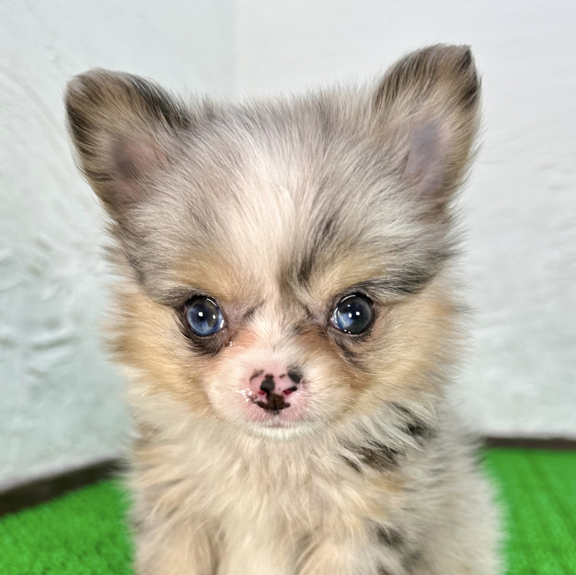 レア♡ブルーマール＆スピリットブルーアイのポメチワ女の子 - マル