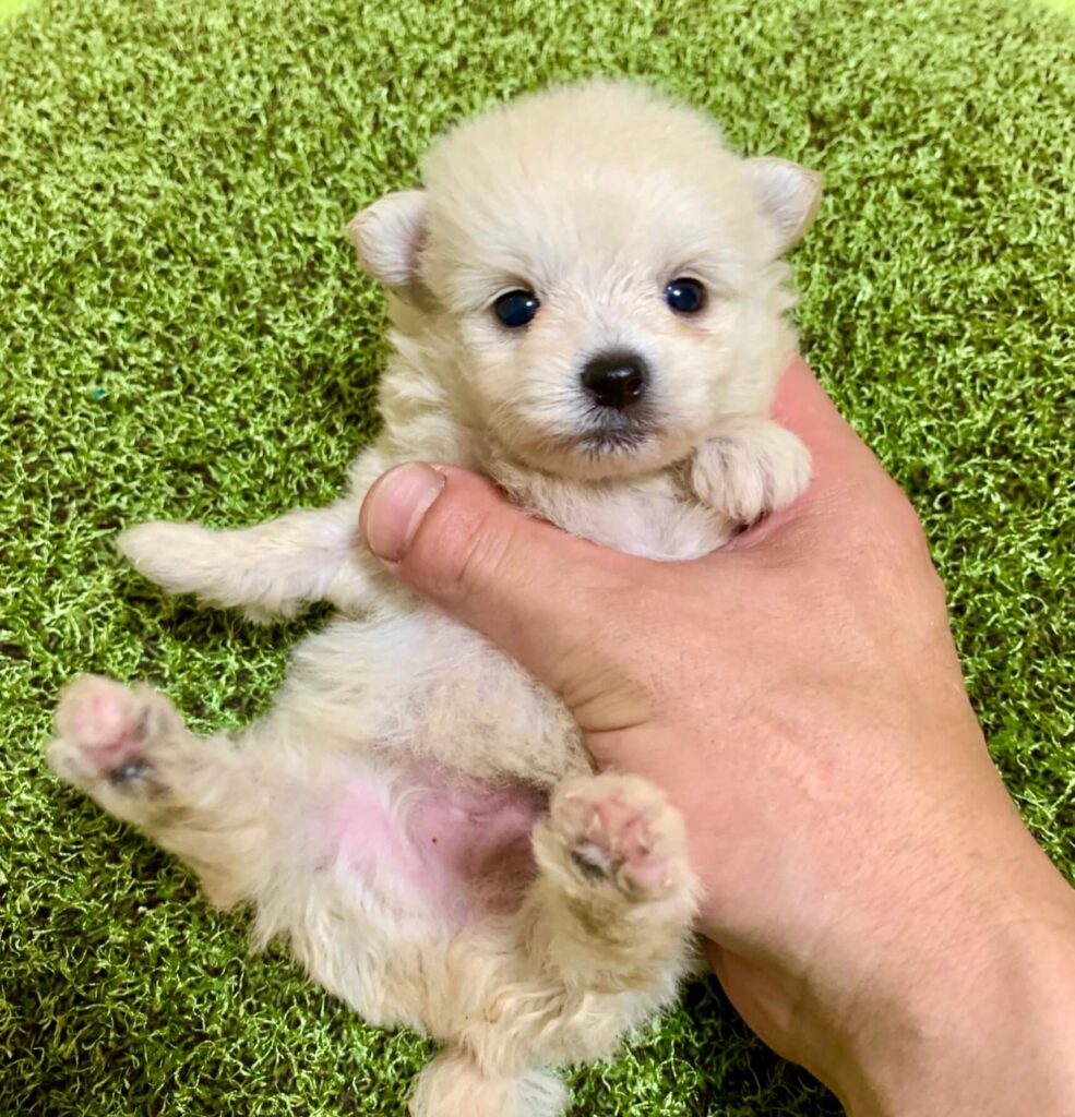 マルプリティで生まれたポメプーの子犬 ブリーダー直販 千葉