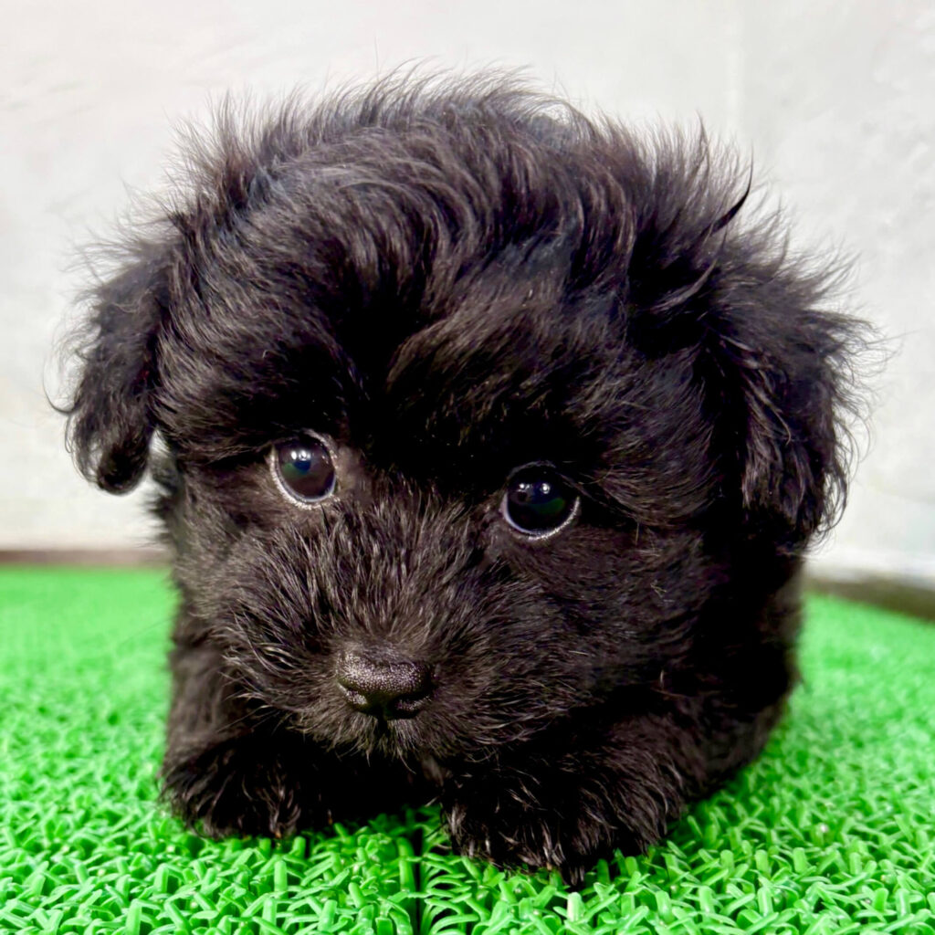 ブラックのポメプー子犬 千葉ブリーダー マルプリティ