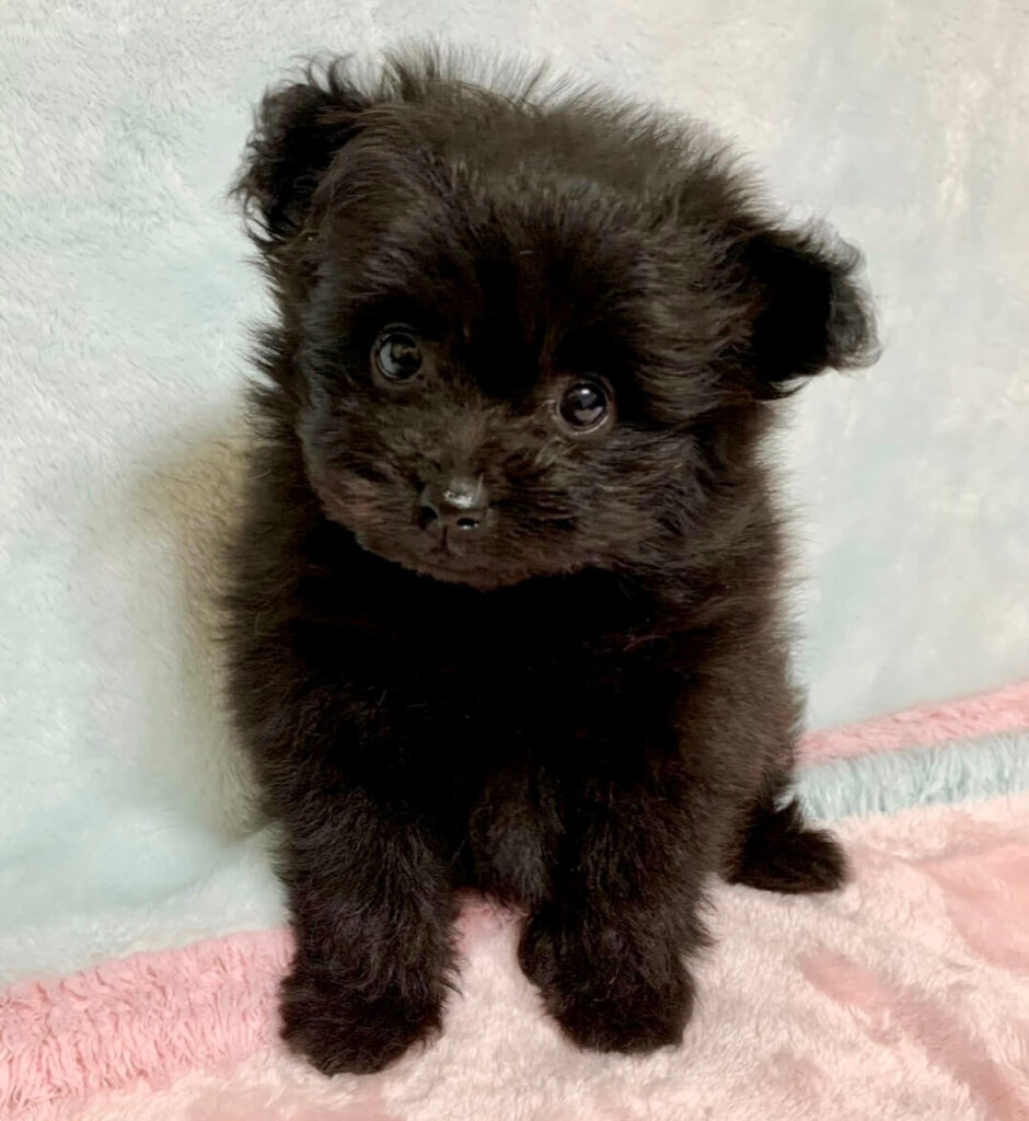 ブラックのポメプー子犬の全体 千葉ブリーダー