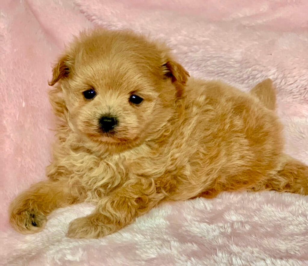 マルプリティで繁殖されたポメプーの子犬 毛量が多く可愛いポメプー