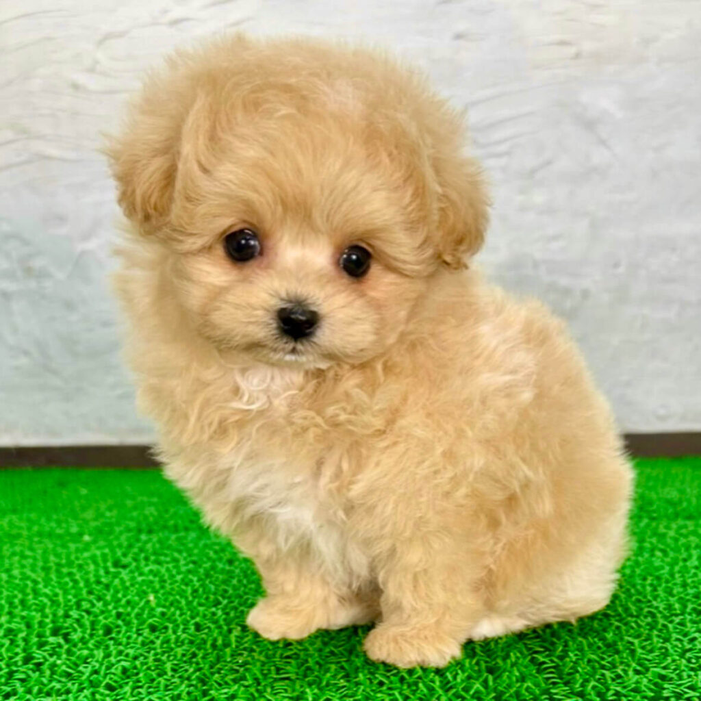 ポメプーの可愛い顔の子犬(ポメラニアン×トイプードルの人気ミックス犬)千葉ブリーダー