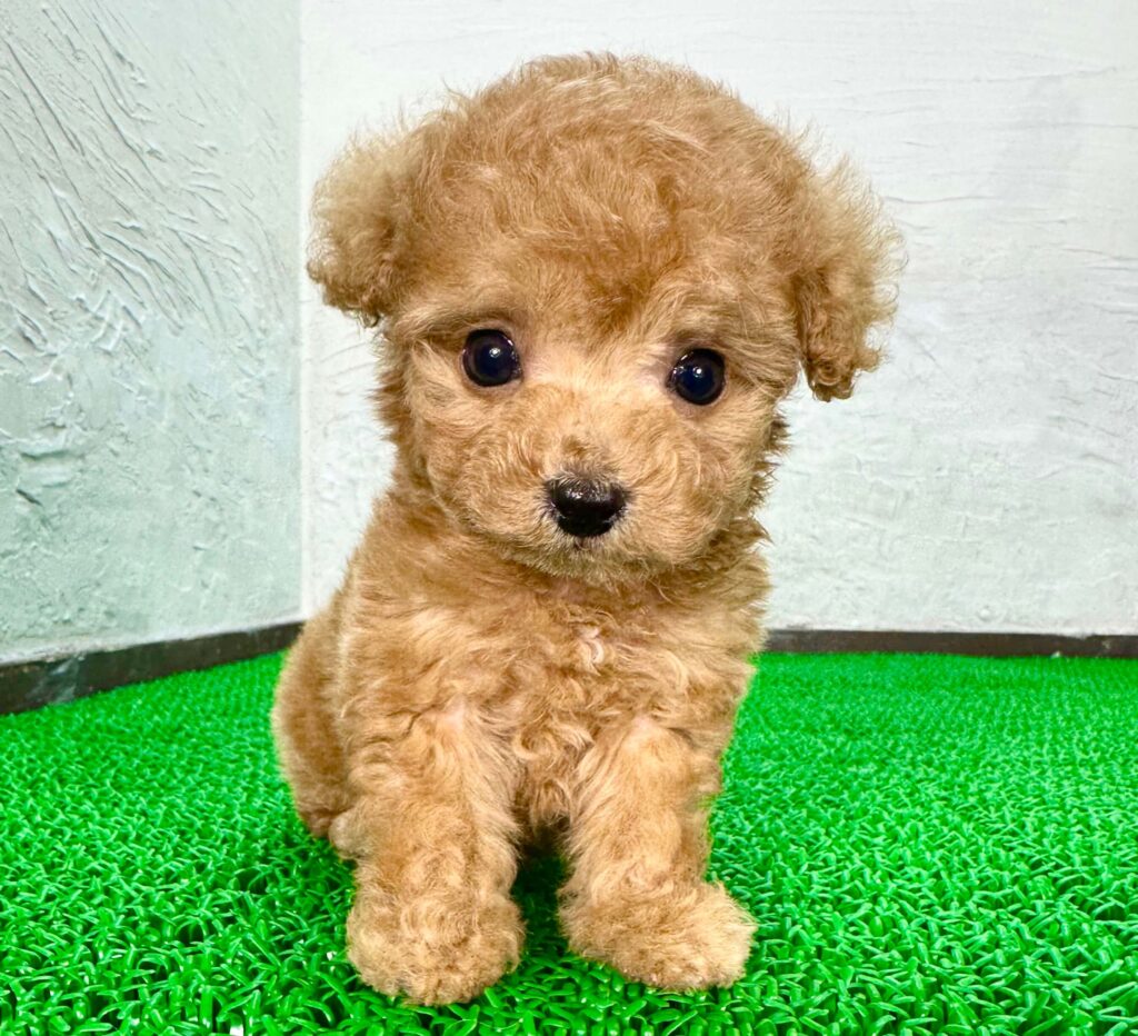 アプリコットのトイプードルの子犬（毛色見本）