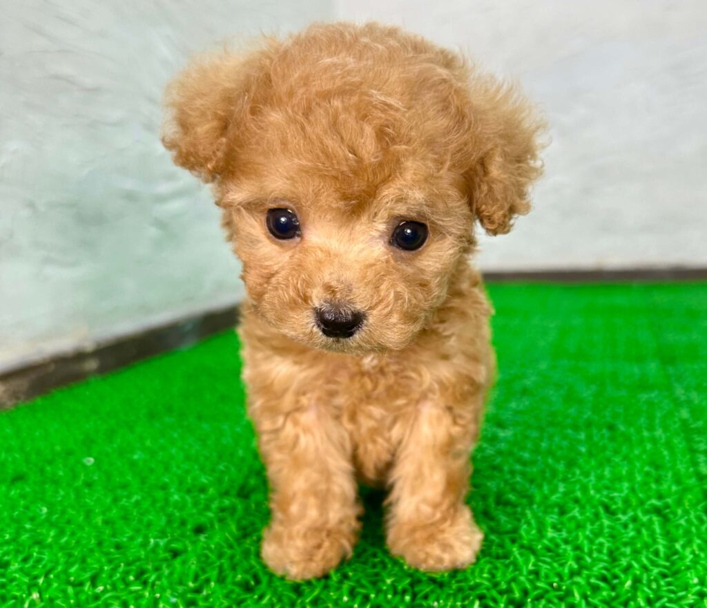 アプリコットのトイプードルの子犬の立ち姿