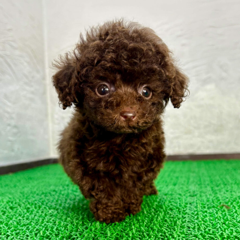ブラウンカラーのトイプードルの子犬