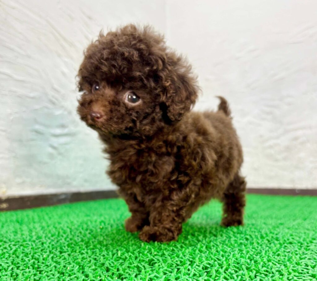 小さな体型のブラウンのトイプードルの子犬