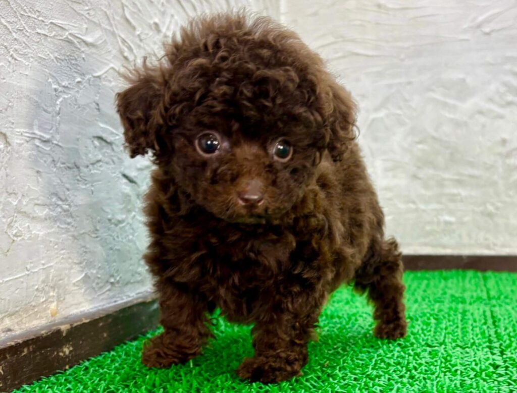 ブラウンのトイプードルの子犬の立ち姿