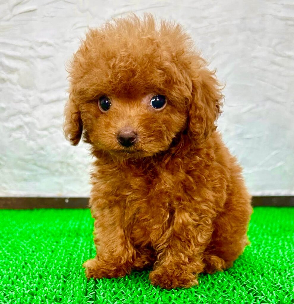 トイプードル レッド 子犬 毛色の特徴　千葉のマルプリティ