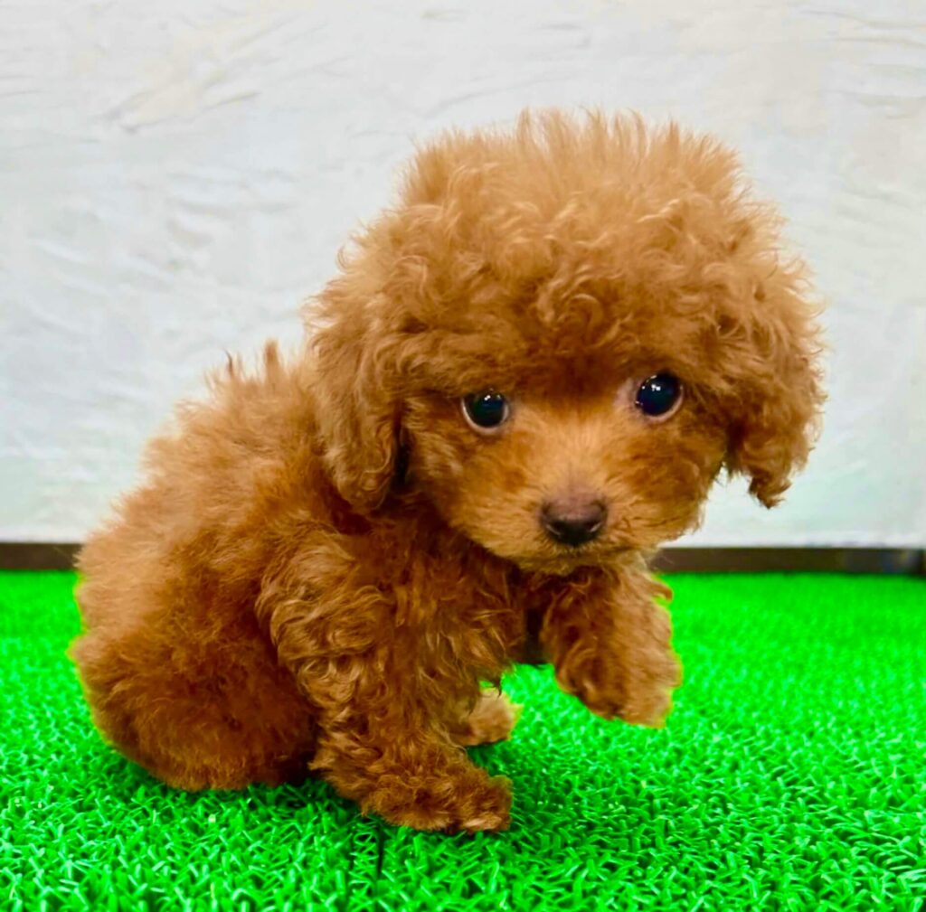前足を上げたレッドのトイプードルの子犬