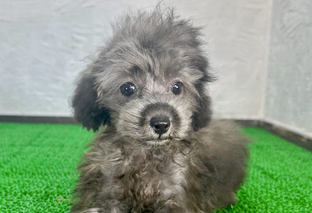 人懐っこい♡シルバーのトイプードル女の子 - マルプリティ