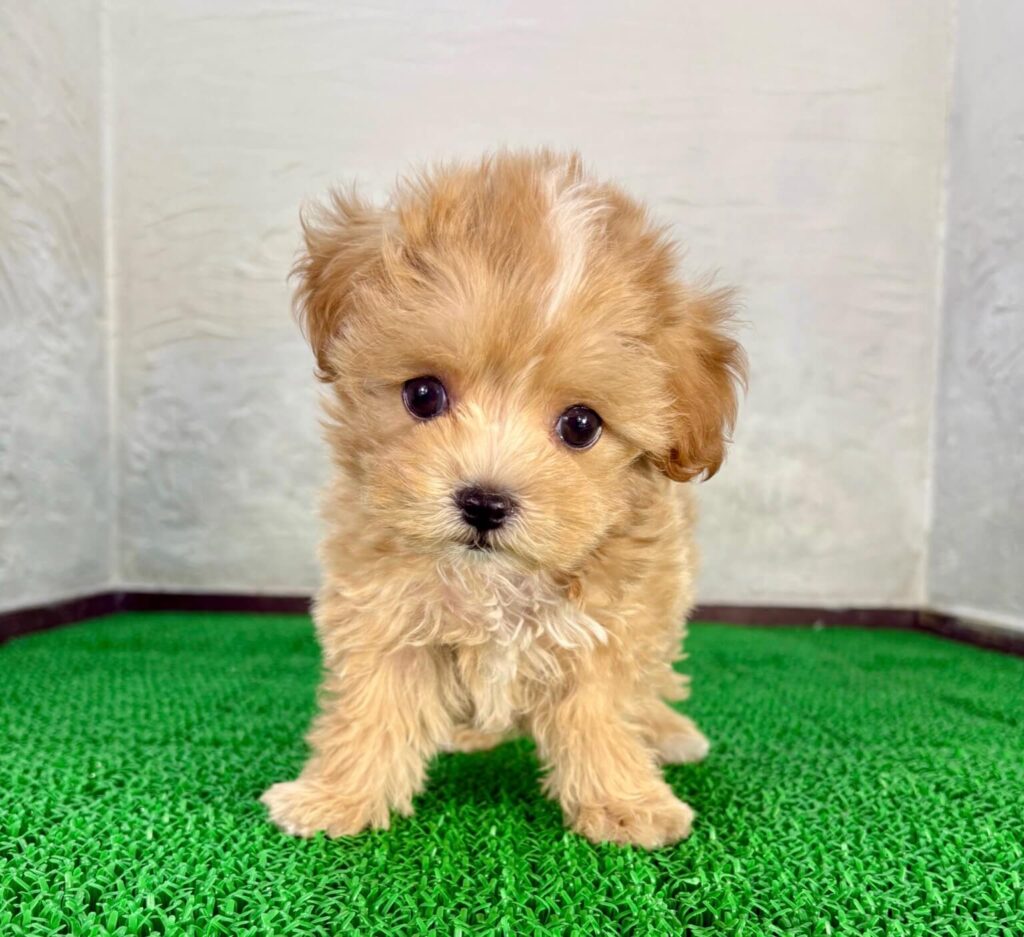 千葉のブリーダー・マルプリティで紹介しているアプリコットカラーの可愛いマルプーの子犬