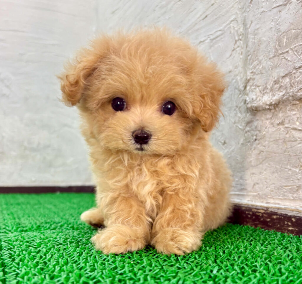 アプリコットカラーの可愛いマルプーの子犬。千葉のブリーダー・マルプリティで紹介している子犬の様子