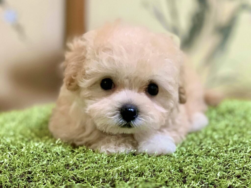 千葉のマルプーブリーダーのクリーム色の子犬 正面写真