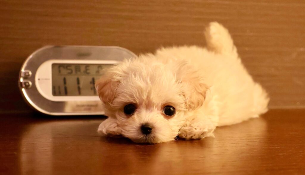 時計の前で撮影した小さなマルプー子犬(クリーム)。マルチーズとトイプードルのミックス犬 千葉マルプリティ