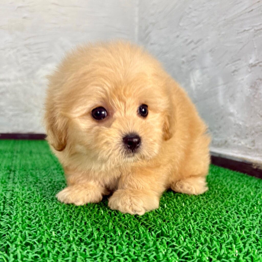 千葉のブリーダーが育てるクリームのマルプー子犬ミックス