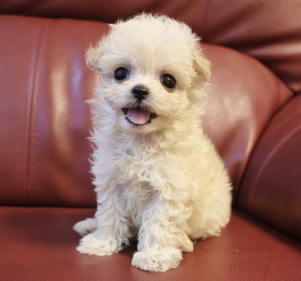 赤いソファに座るクリーム色のマルプー子犬|千葉のブリーダーが育てたマルチーズ×トイプードル