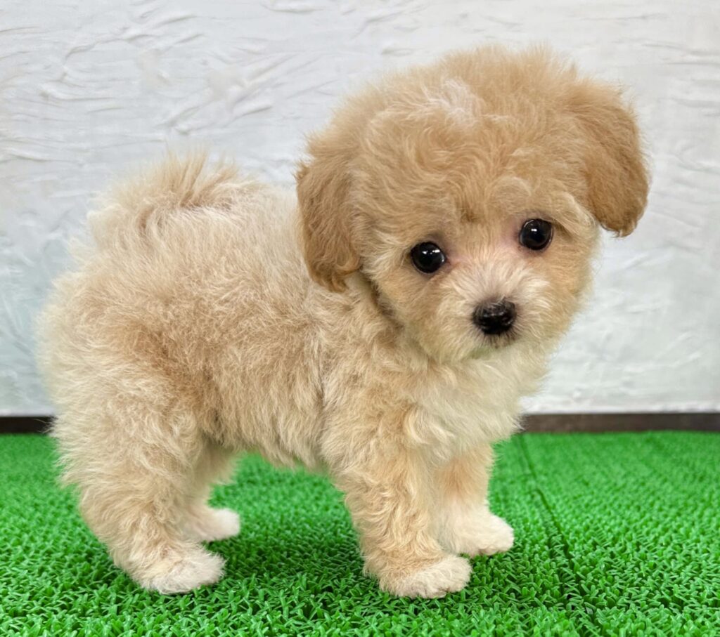 千葉のブリーダーが育てたアプリコット色のマルプー子犬(マルチーズ×トイプードル)のかわいい極小タイプ