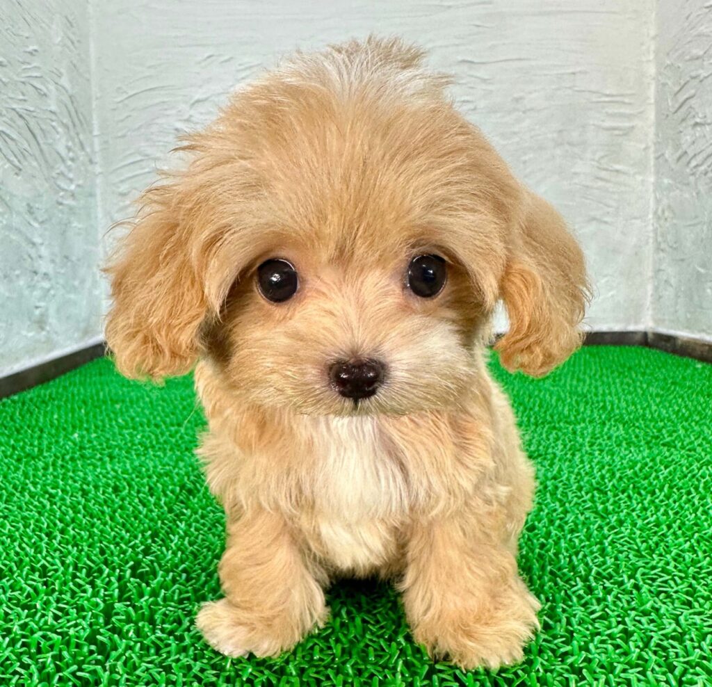 千葉のブリーダーが育てたクリーム色のマルプー子犬(マルチーズ×トイプードル)のかわいいテディベア顔