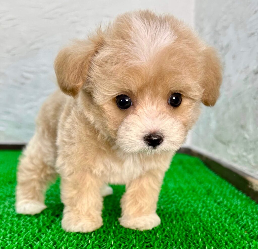 立っているクリーム色のマルプー子犬の写真