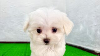 マルプリティ - マルプー専門店