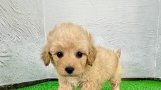 マルプリティ - マルプー専門店