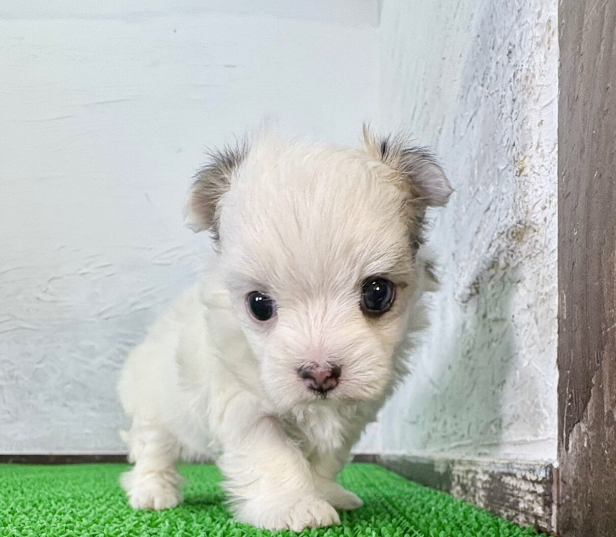 マルチワちゃん♡パーティのミックス犬（マルチーズ×チワワ