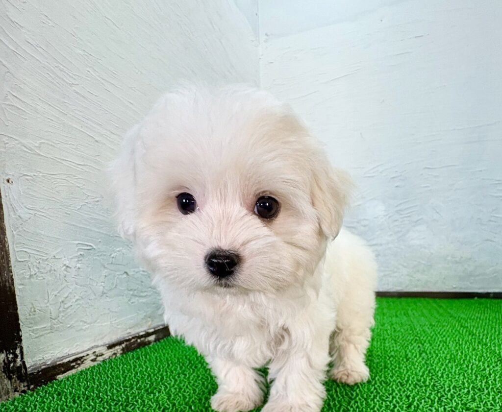 マルビションちゃん♡ホワイトのミックス犬 甘えん坊なビションマル