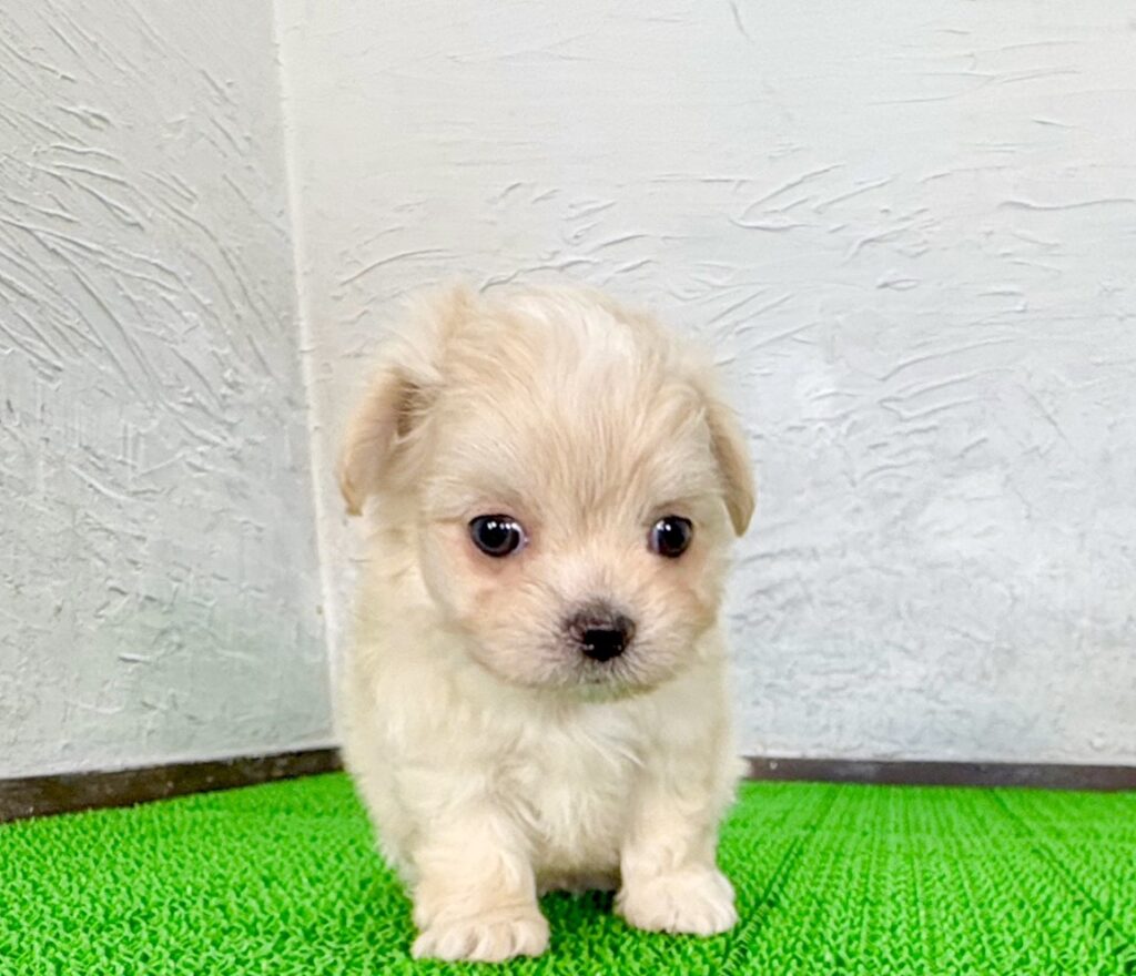 タラちゃん♡クリーム＆ホワイトのミックス犬 人懐っこいマルチワ