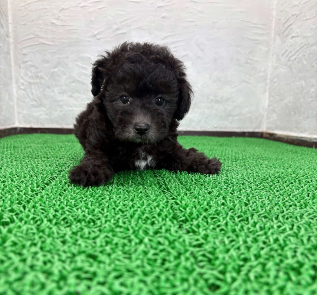 ブラックからシルバーへ変化している途中の毛色を持つ若いシルバーマルプー