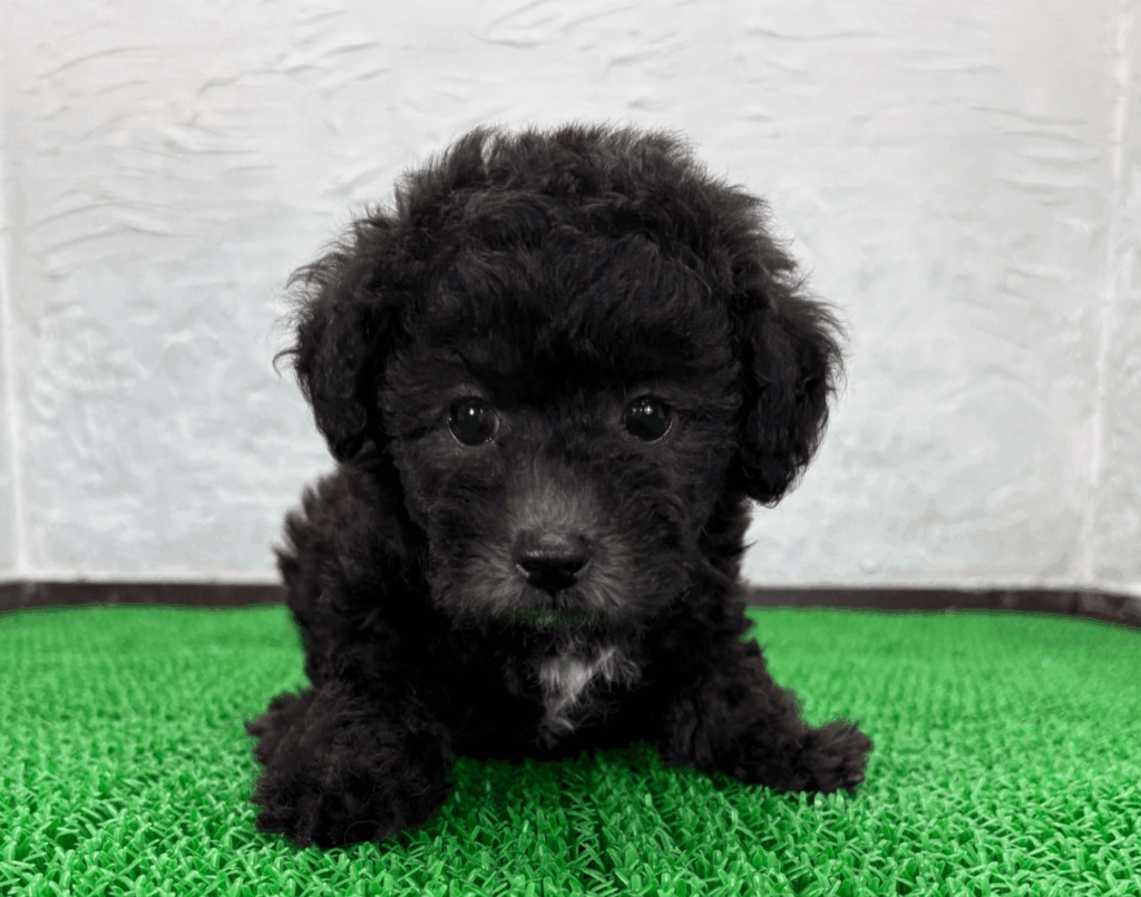 マズル周りからシルバーが出始めている初期段階のシルバーマルプーの子犬