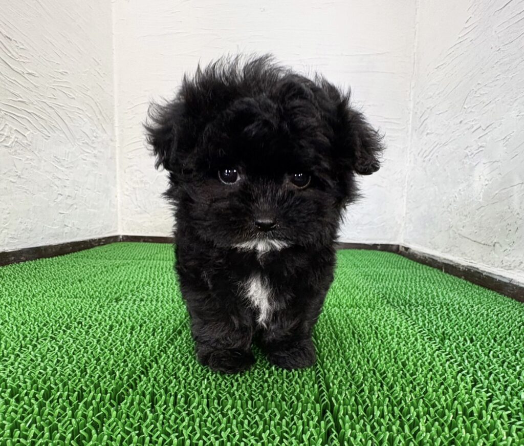 マルプー ブラックホワイトの子犬 正面写真 胸に白が入るタイプ