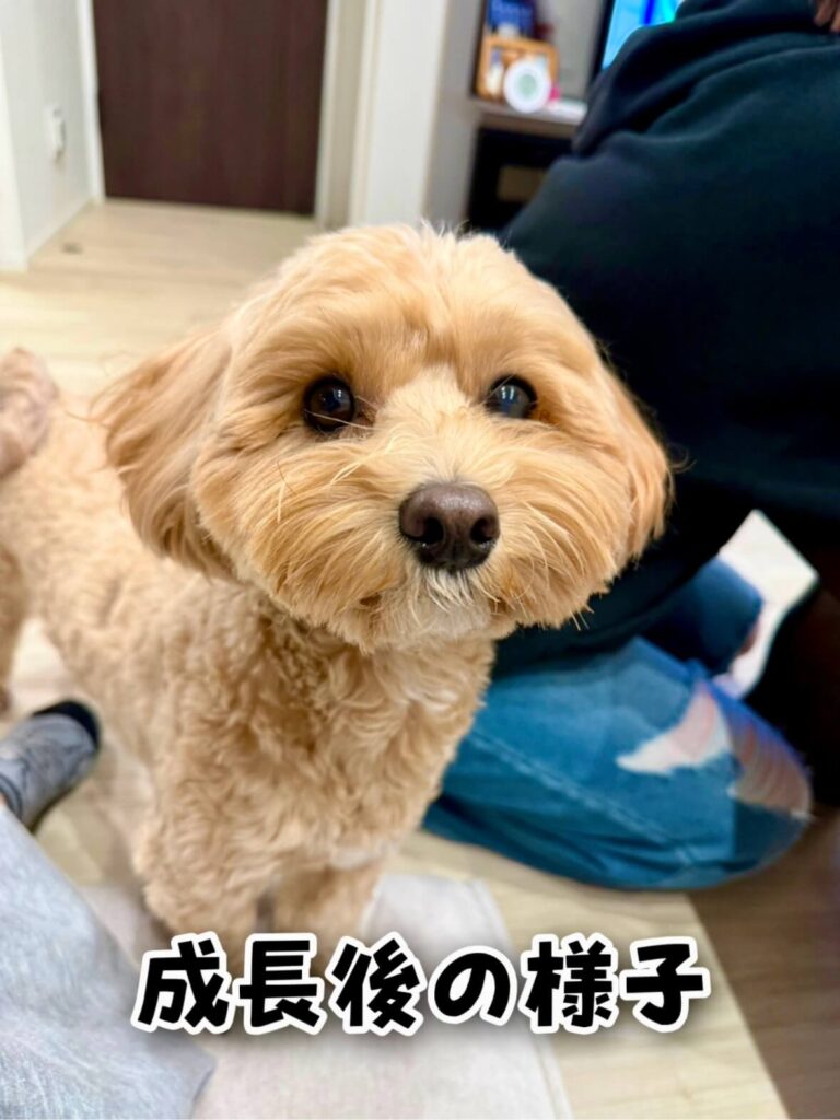 成長したマルプーの様子