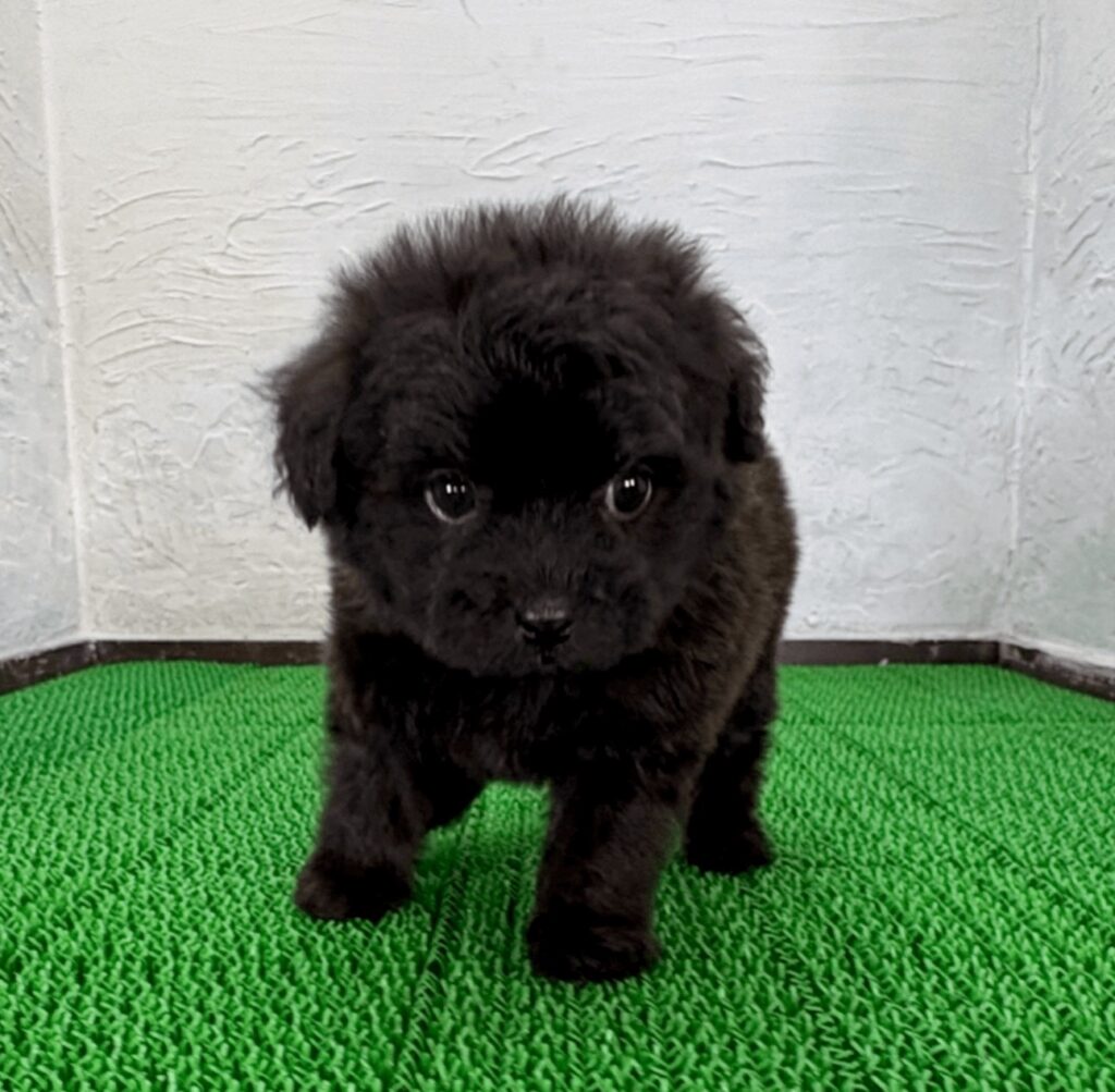 千葉のマルプー ブラックの子犬 全身写真