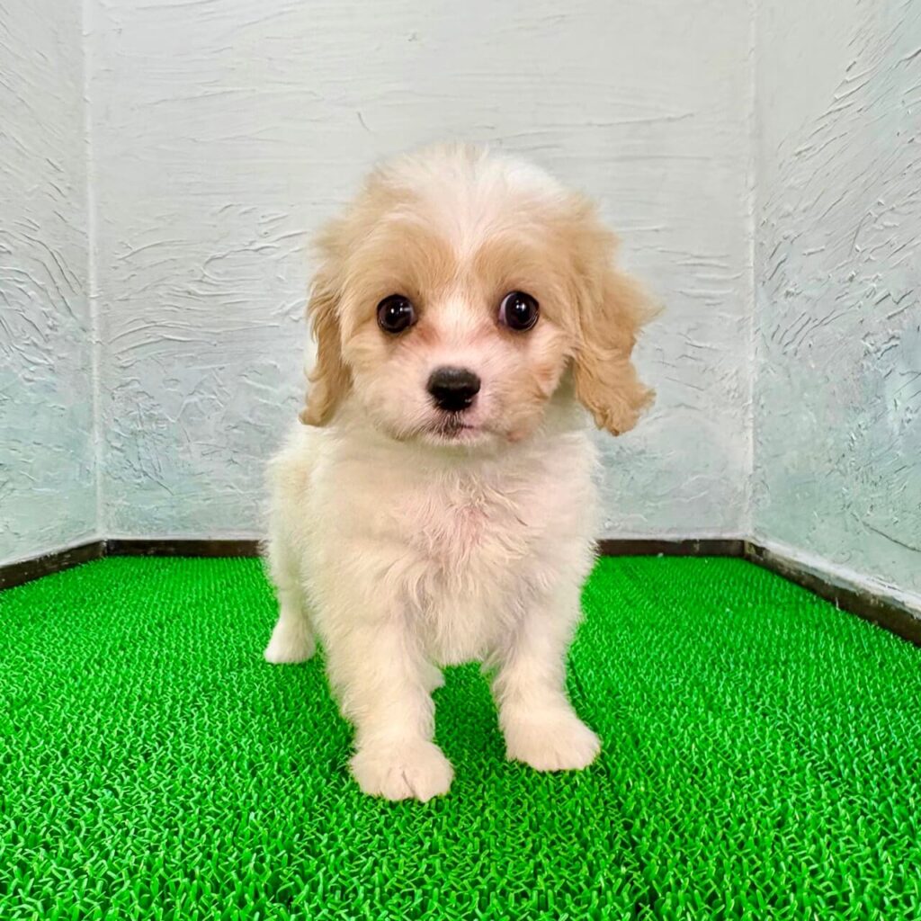 子犬販売の予約注文でご案内したクリーム色のキャバプーの子犬