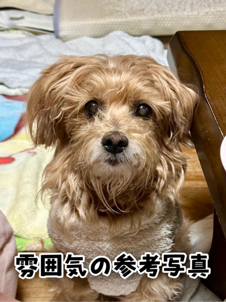 過去に飼われていた先住犬の雰囲気参考写真