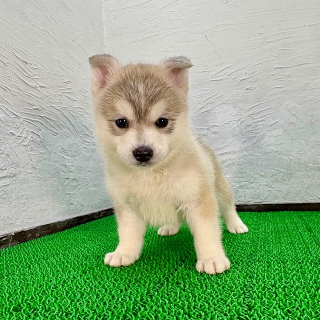 子犬販売の予約注文でご案内したポンスキーの子犬