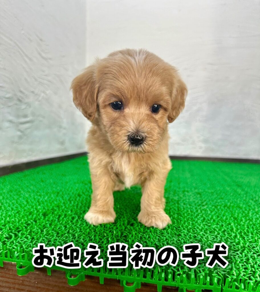 マルプリティからお迎えいただいた当初のマルプーの子犬