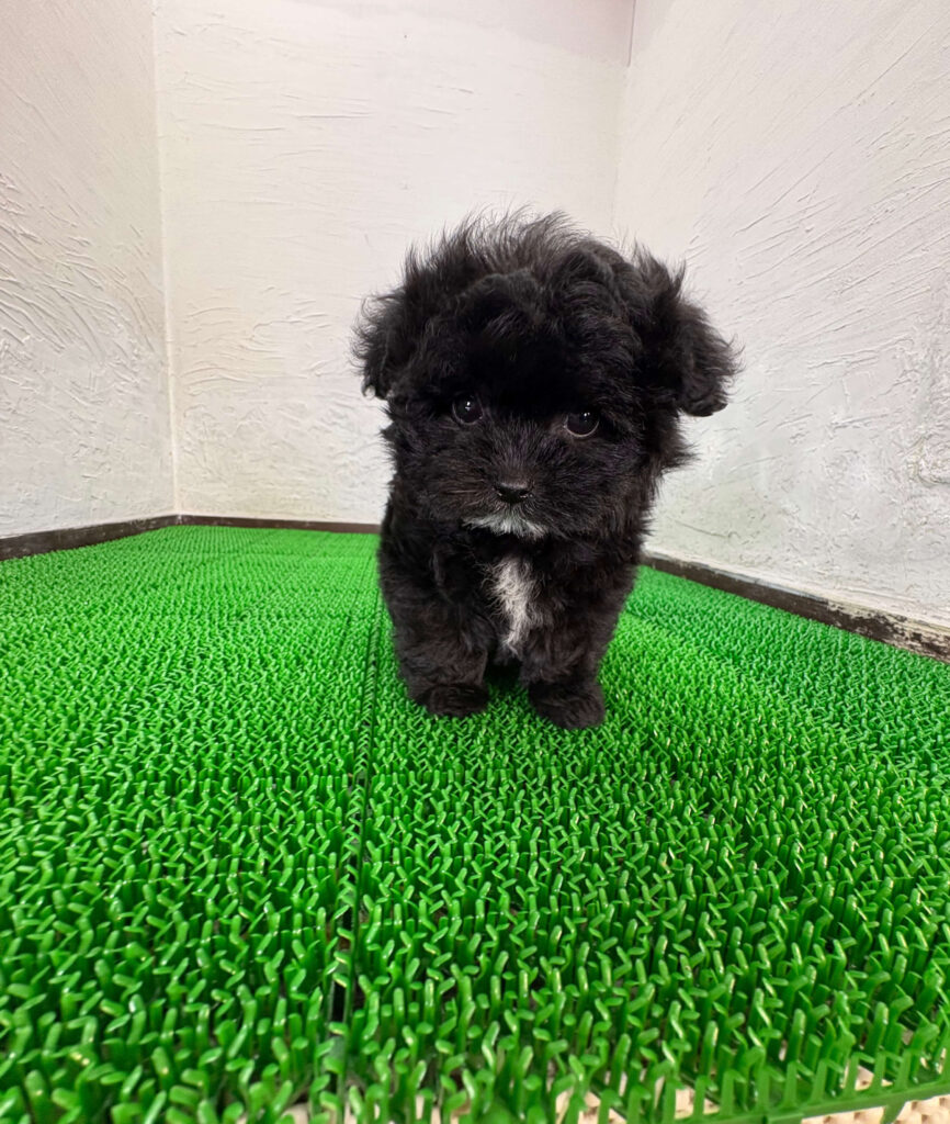 千葉のブラック＆ホワイトのマルプー子犬 横向き写真