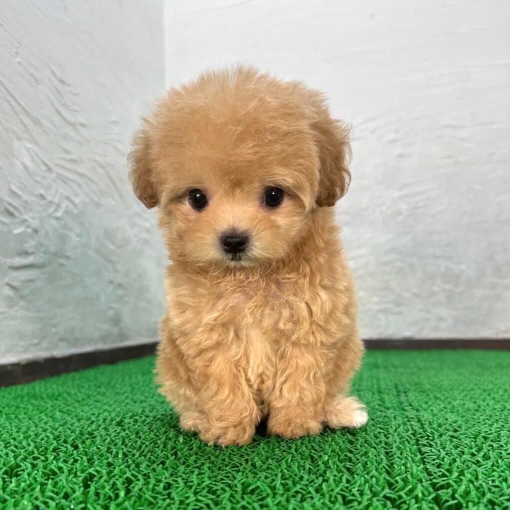 マルプー アプリコットの子犬 正面写真（千葉）