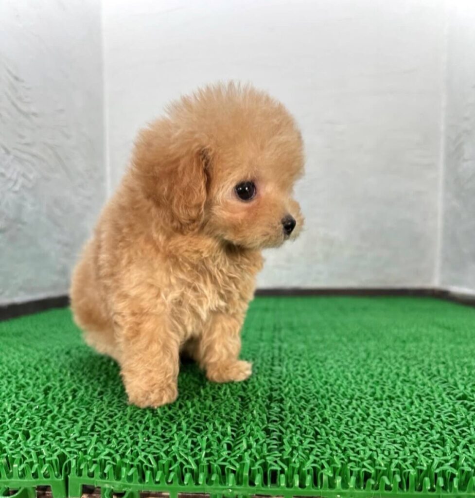 マルプー アプリコットの子犬 別角度の様子（千葉）