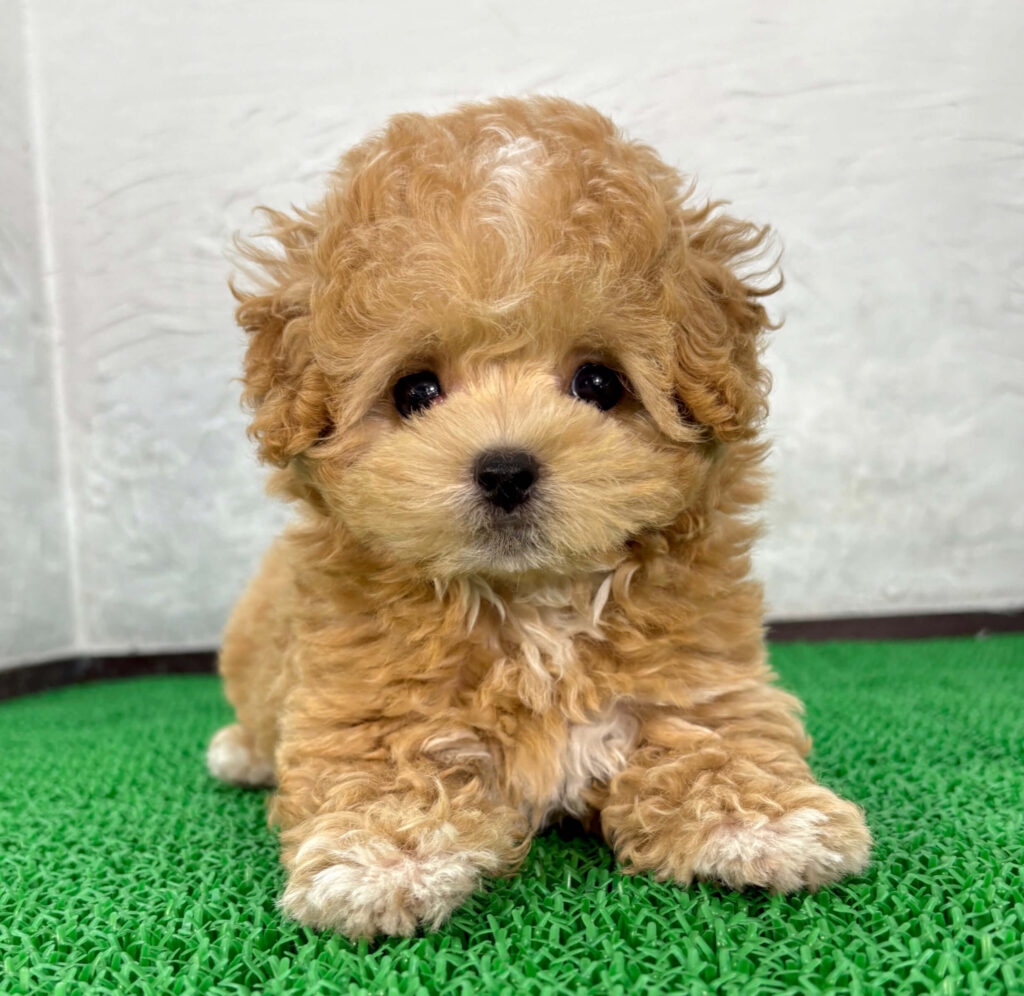 マルプー アプリコットホワイトの子犬 顔立ちが分かる写真（千葉）
