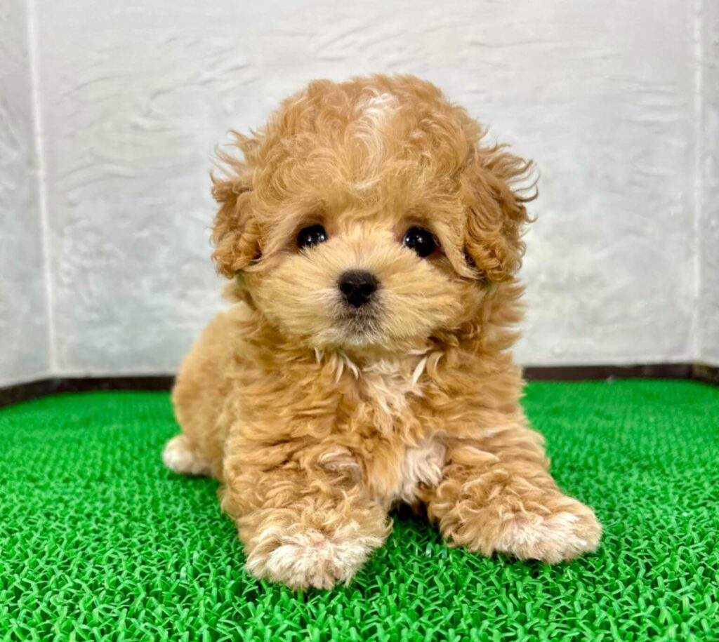 マルプー アプリコットホワイトの子犬 毛色のグラデーションが分かる様子（千葉）