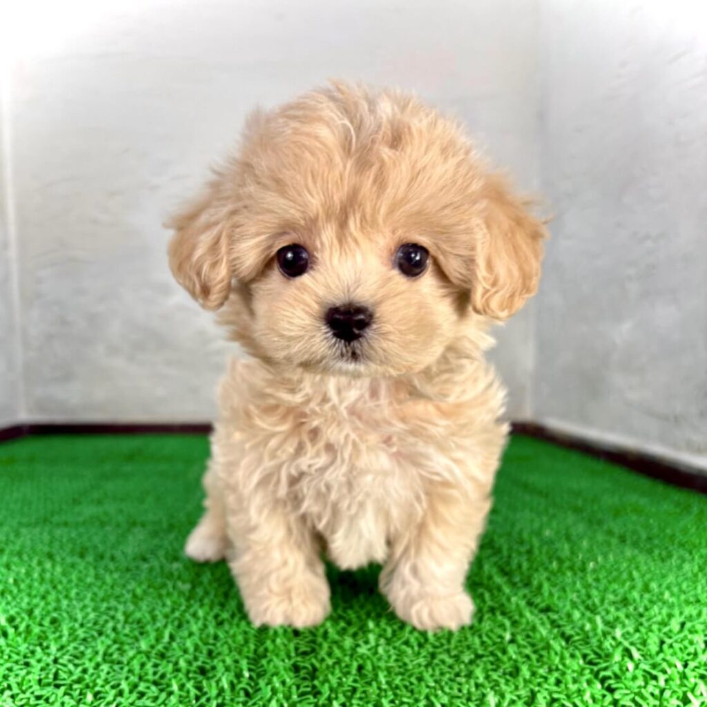 マルプー クリームの子犬 柔らかい毛色が分かる写真（千葉）