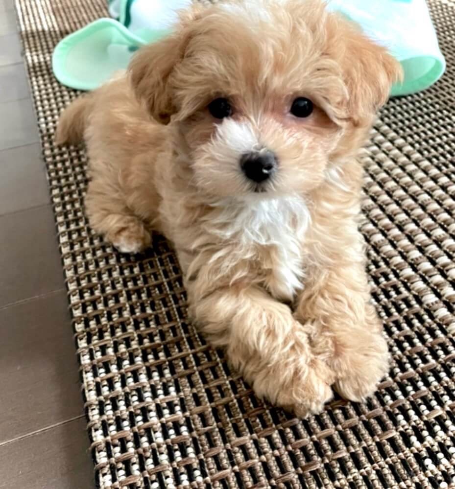 マルプー クリームホワイトの子犬 毛色のバランスが分かる様子（千葉）