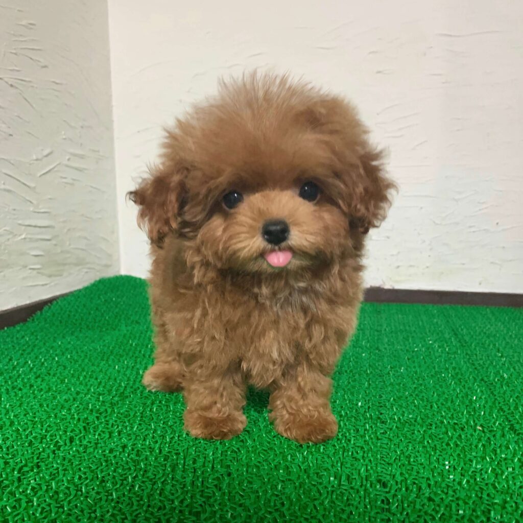 千葉で出会えるマルプー レッドの子犬