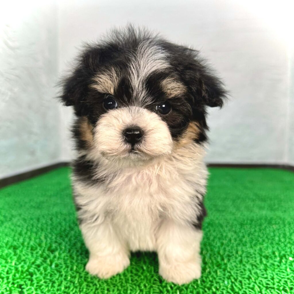 マルプー トライカラーの子犬 3色の毛色が分かる写真（千葉）