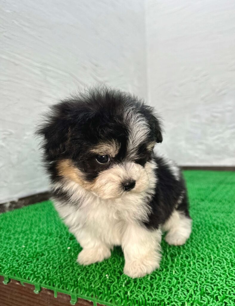 マルプー トライカラーの子犬 毛色バランスが分かる様子（千葉）
