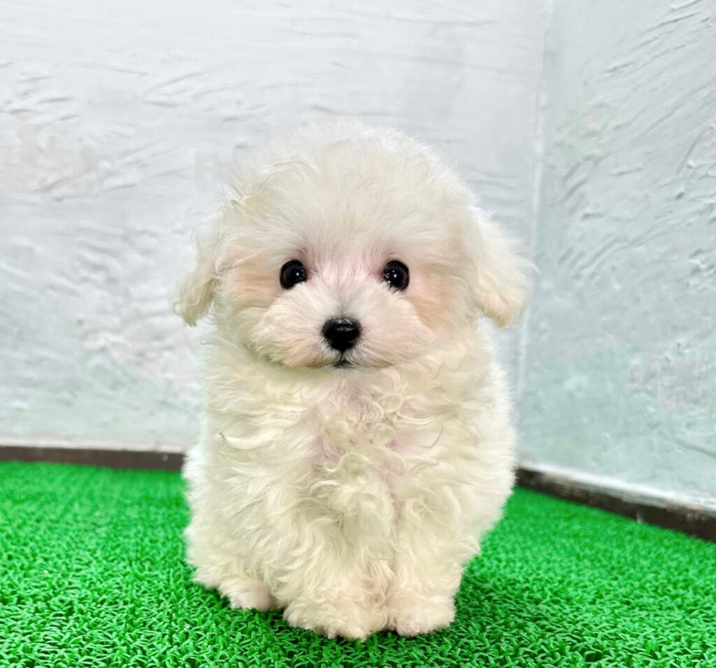 マルプー ホワイトの子犬 正面写真（千葉）