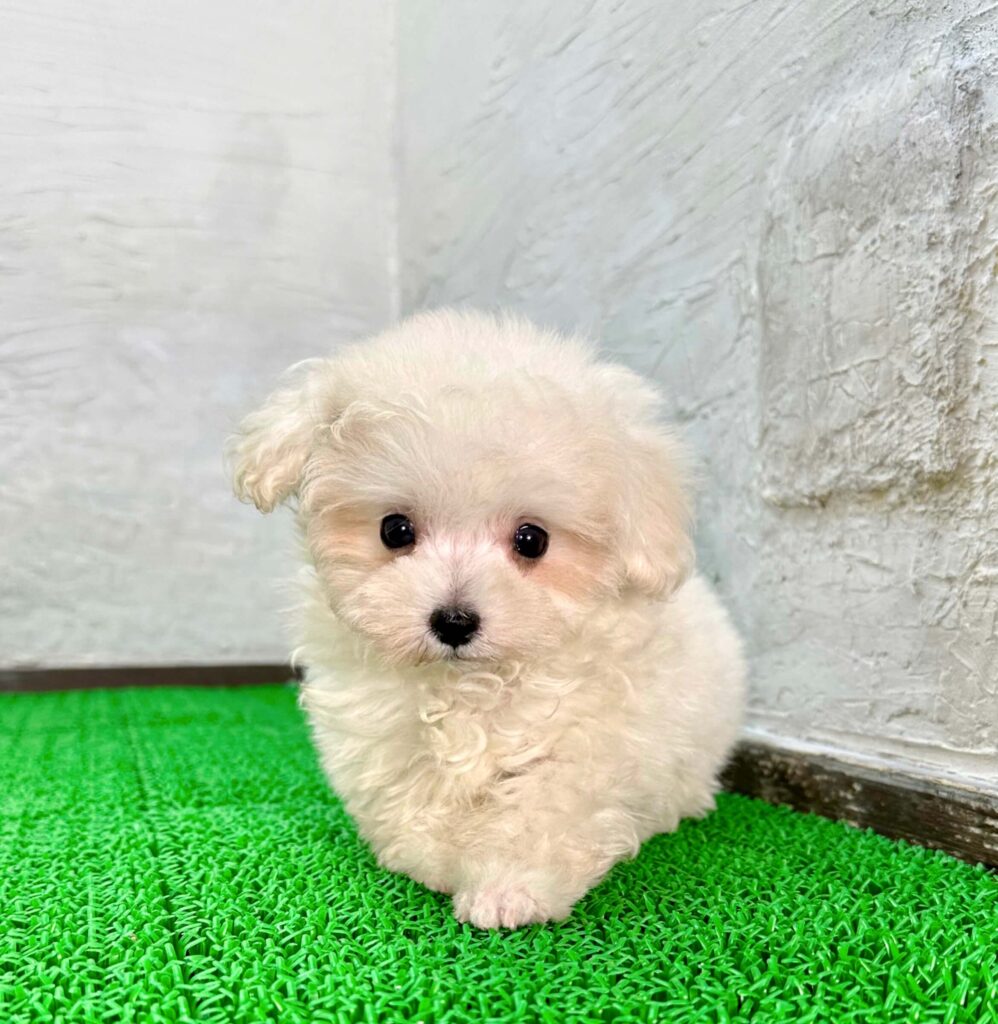 マルプー ホワイトの子犬 横からの様子（千葉）